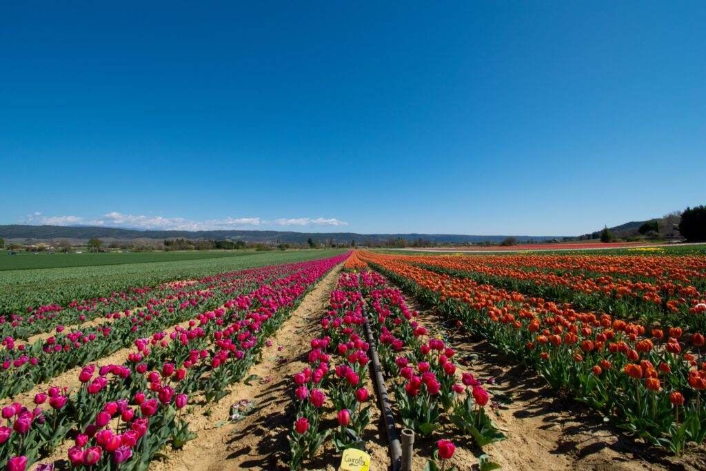 Champ de lavande à Forcalquier